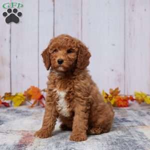 Zorro, Mini Goldendoodle Puppy